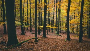 Forestry consultants in PA
