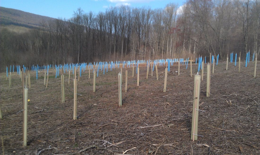 Planting Trees for Wildlife in the Fall